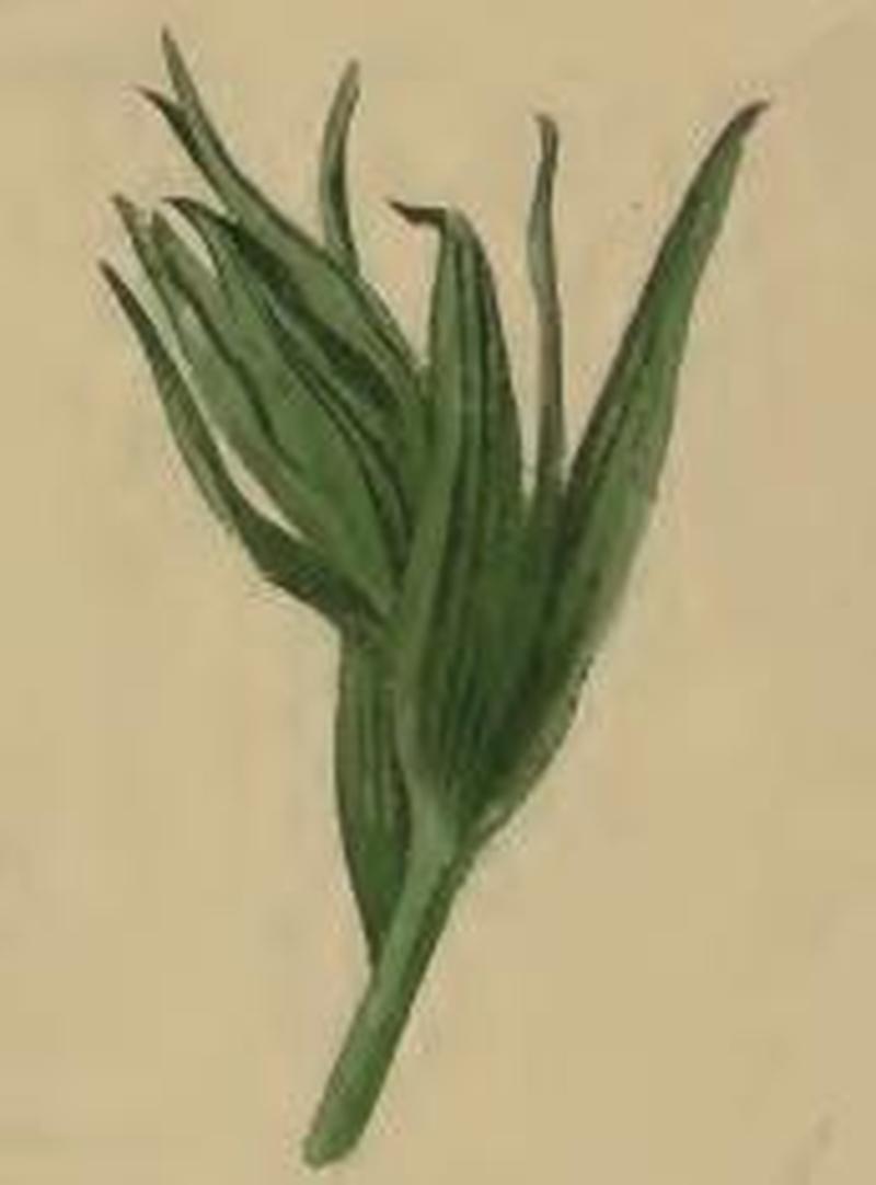 Ochromolopis ictella a shoot of Thesium montanum drawn together by larva