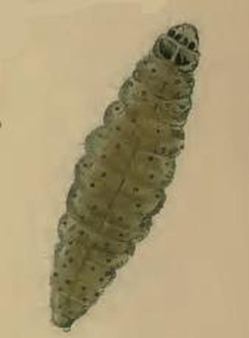 Ochromolopis ictella larva