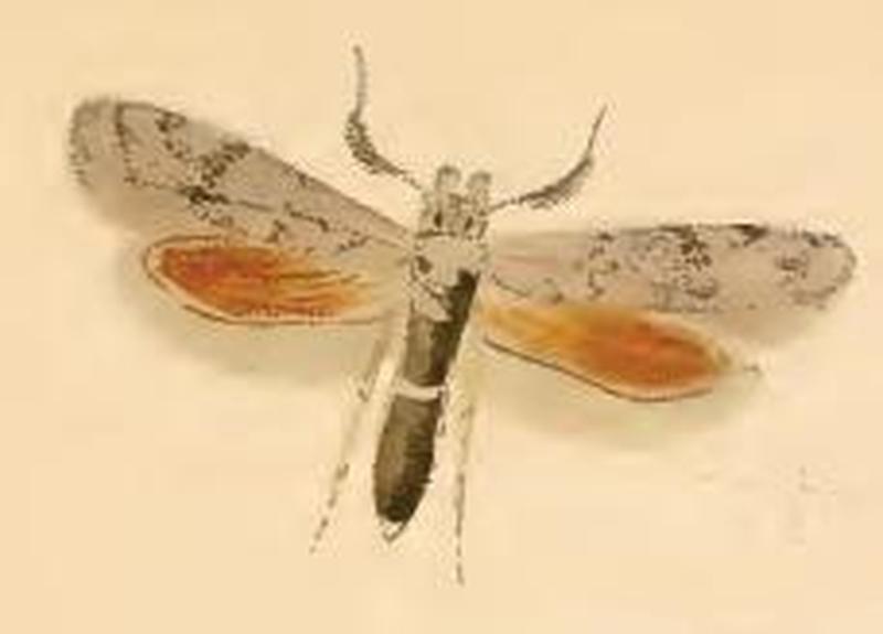 Ochsenheimeria taurella
