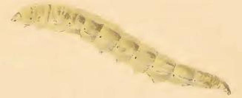 Ochsenheimeria taurella larva
