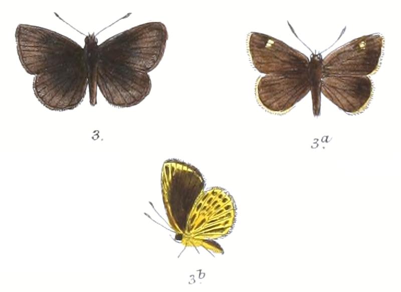 OchusSubvittatus 786 3 Fitch
