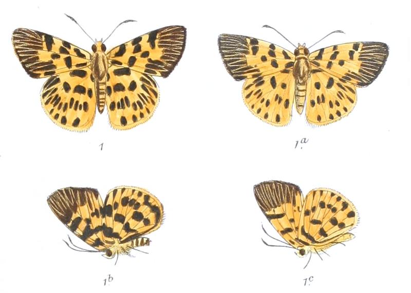 OdinaDecorata 772 1 Fitch