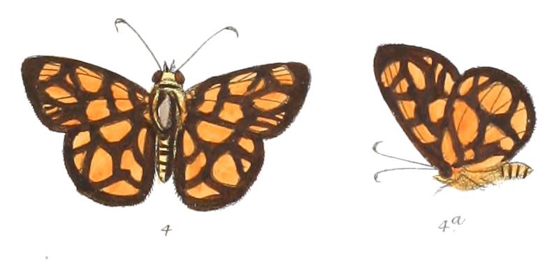 OdinaHieroglyphica 771 4 Fitch