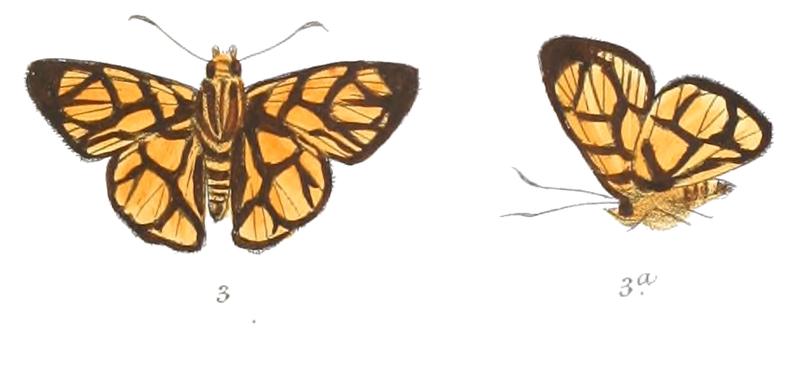 OdinaOrtygia 771 3 Fitch