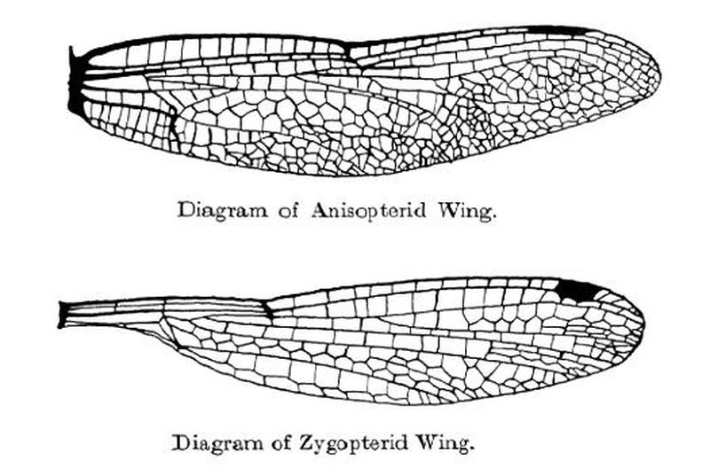 Wings of odonata dragonflies and damselflies