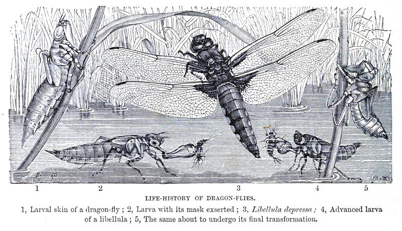 Odonata lifehistory