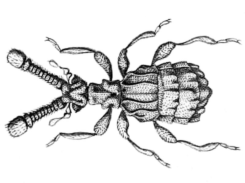 Odontalgus costatus