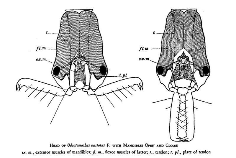 OdontomachusHeadWheeler