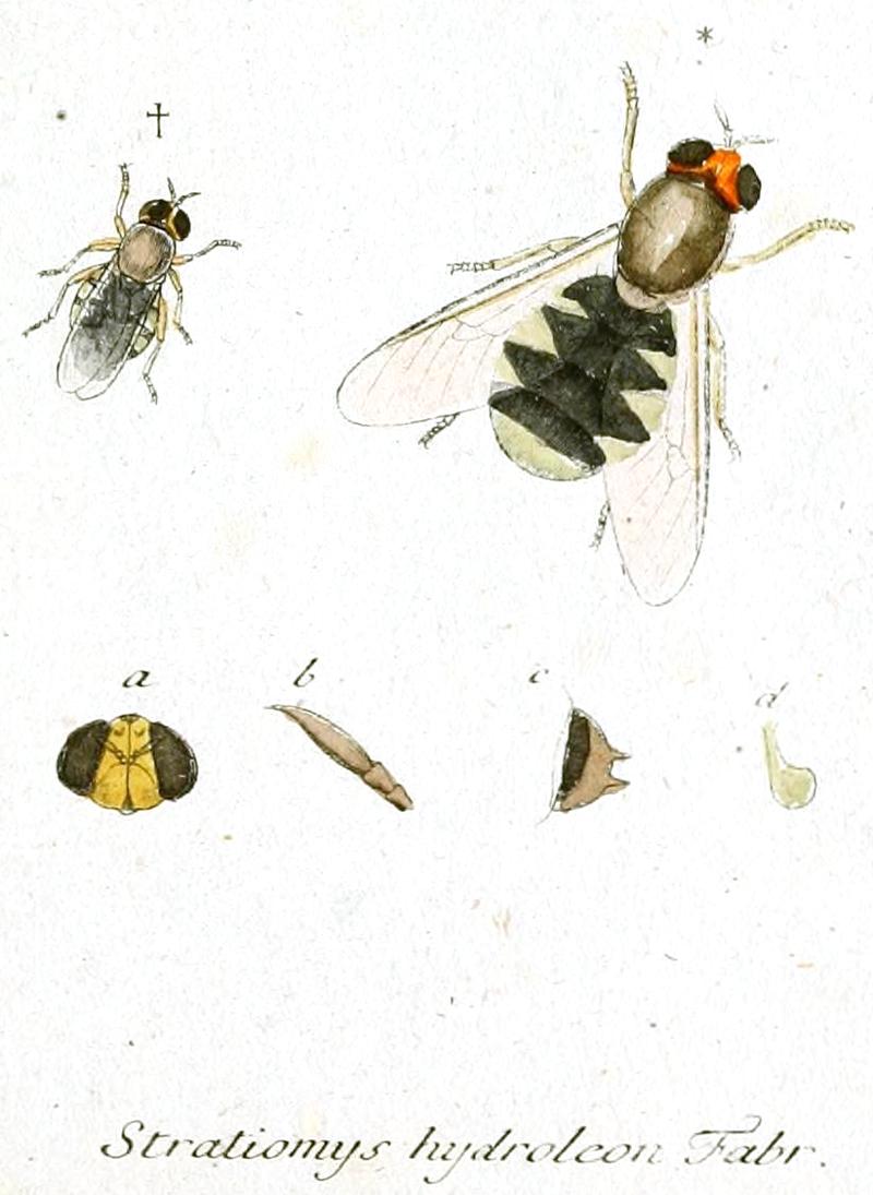 Odontomyia hydroleon (Linnaeus, 1758) labelled as Stratiomys hydroleon Fabr., with subcaption, whitened, cut out