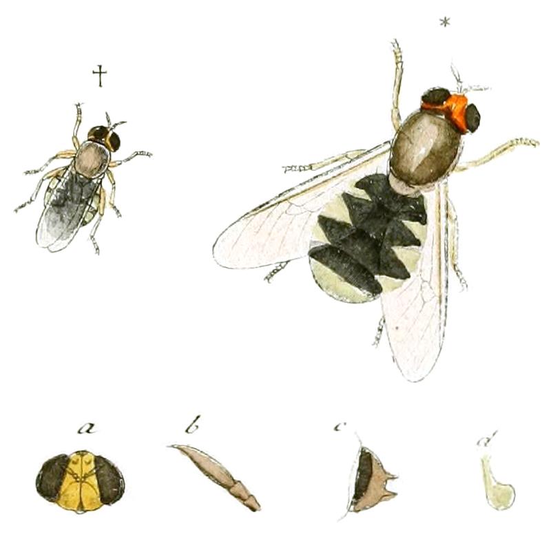Odontomyia hydroleon (Linnaeus, 1758) labelled as Stratiomys hydroleon Fabr. (Panzer & Sturm 1793), whitened, clean