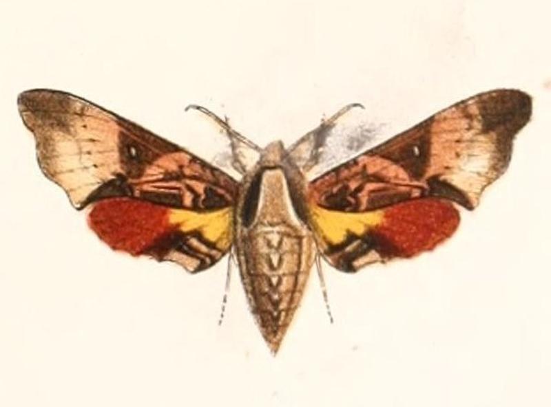 Odontosida magnificum 1894