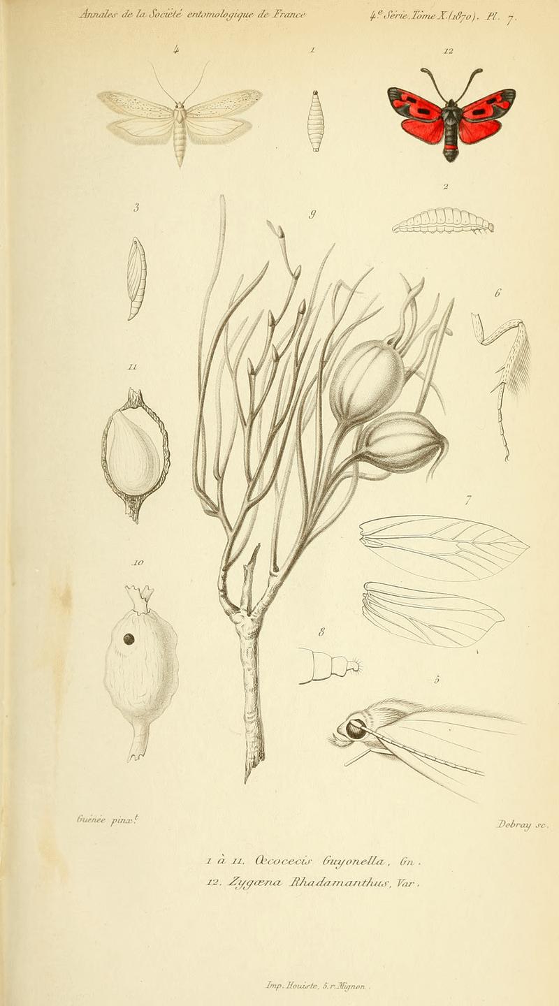 Oecocecis guyonella plate