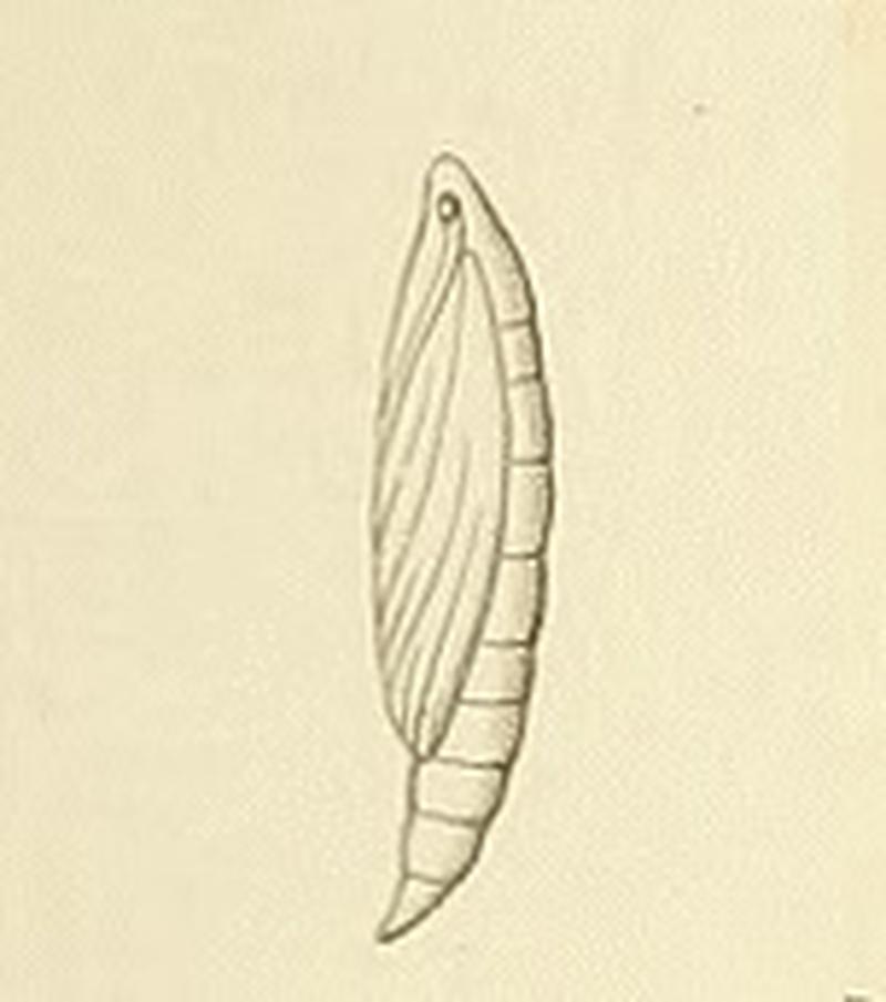 Oecocecis guyonella pupa