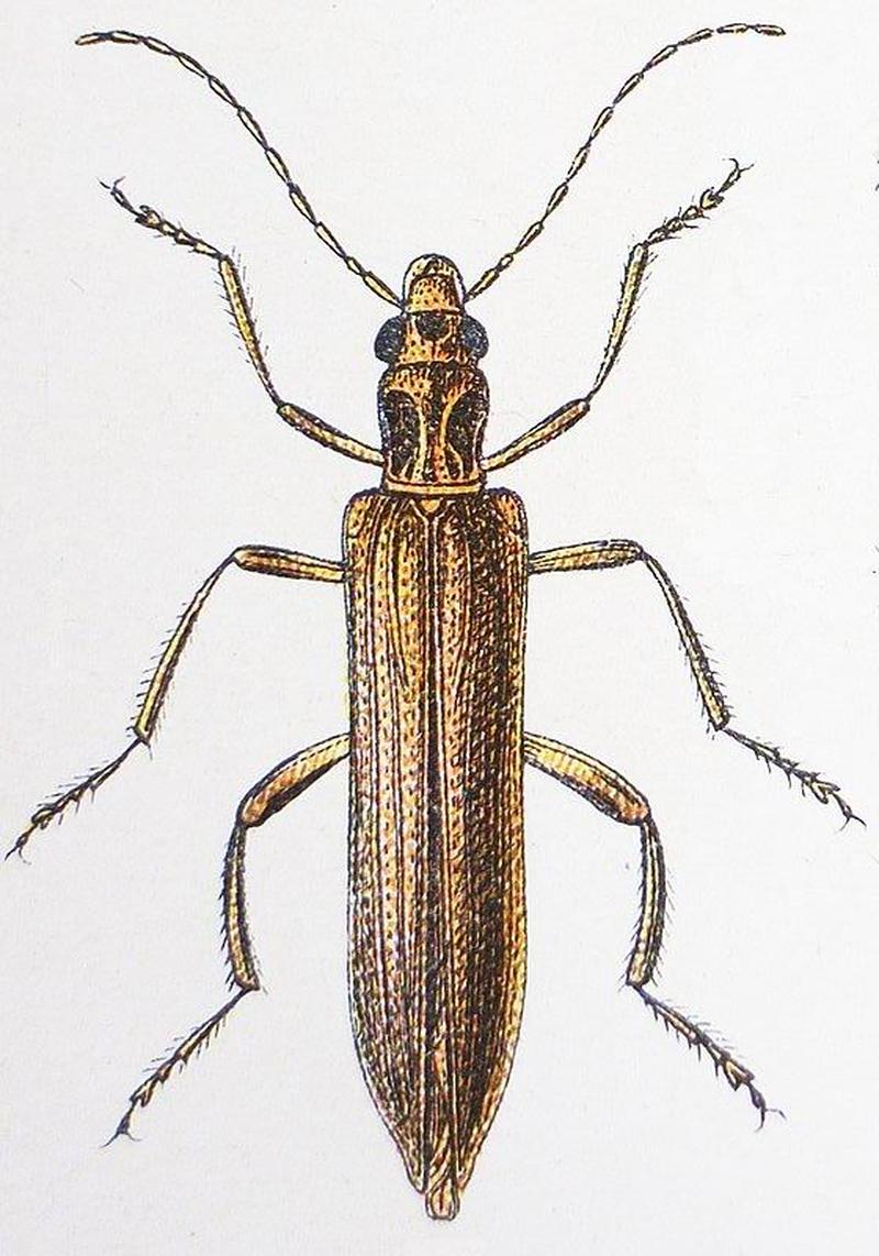 Oedemera femoralis femoralis - Reitter