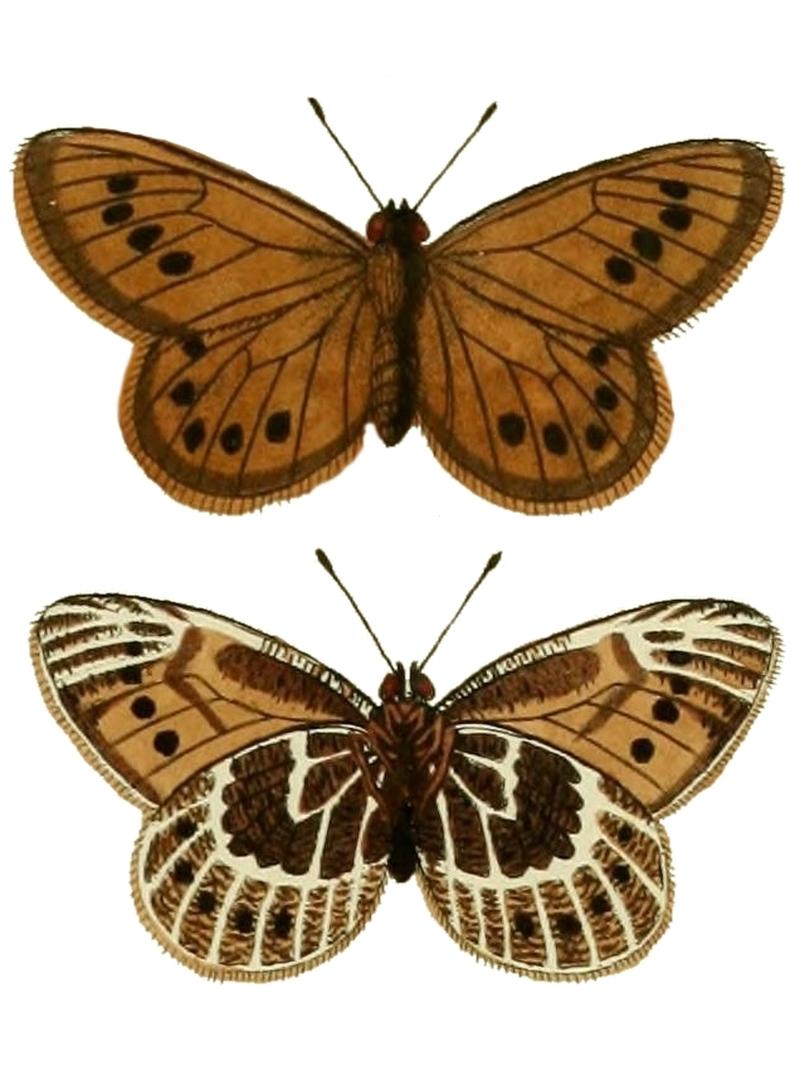 Oeneis tarpeja