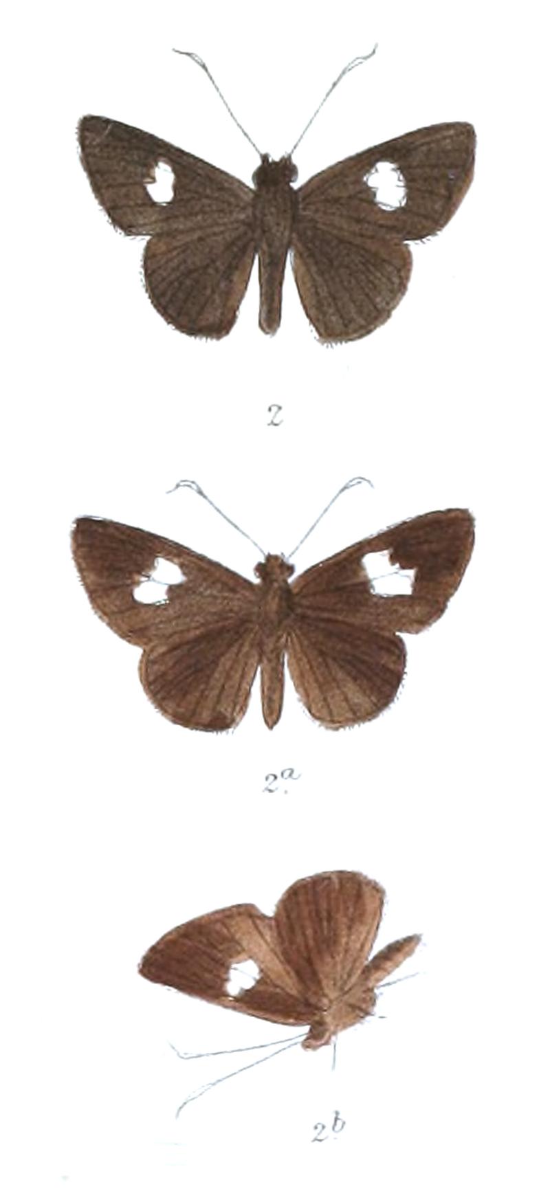 OeraneNeaera 810 2