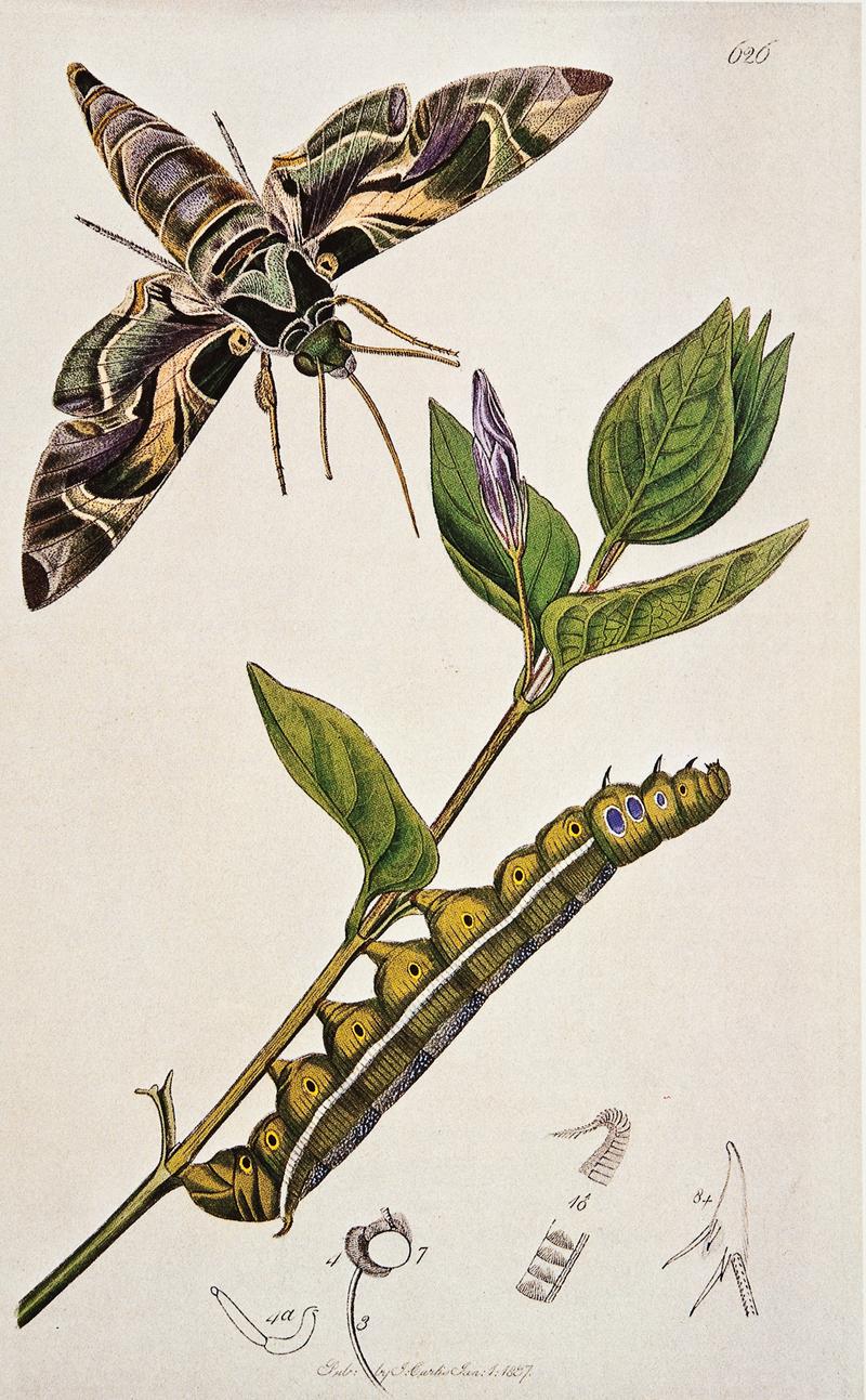 Oleander hawk moth – John Curtis (1824-1839) British entomology volume 5 1299x2100px