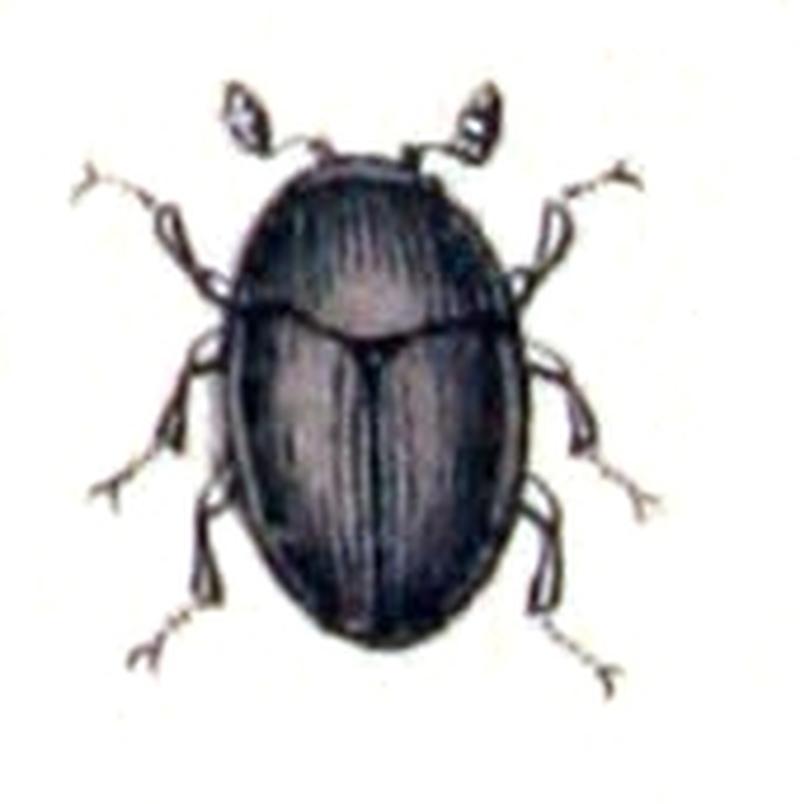 Olibrus.millefolii.-.calwer.13.22