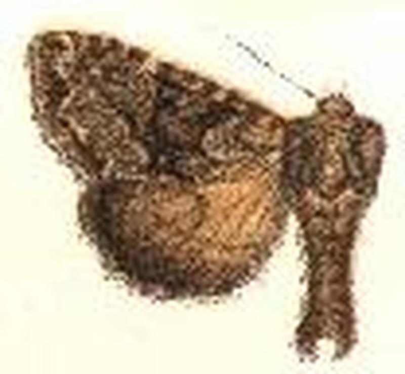 Oligia mactata