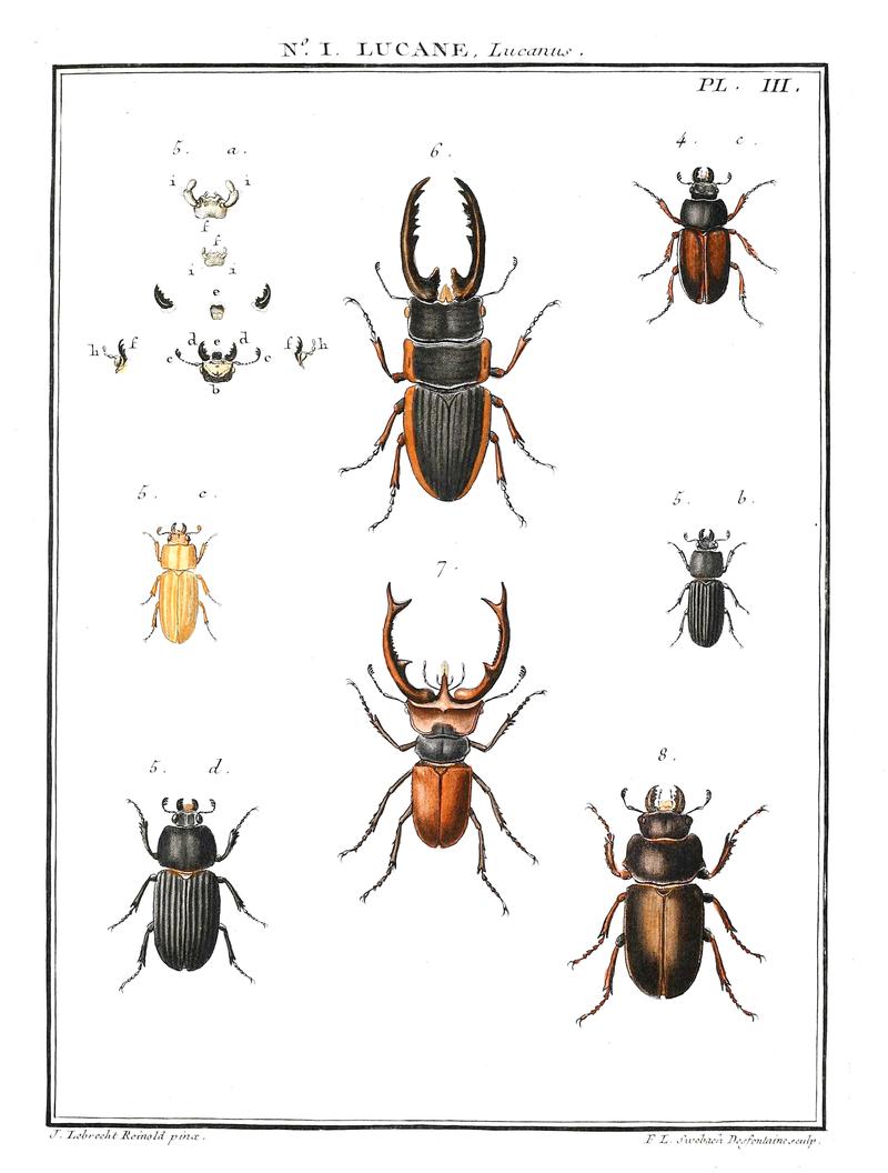 Entomologie ou histoire naturelle des Insectes