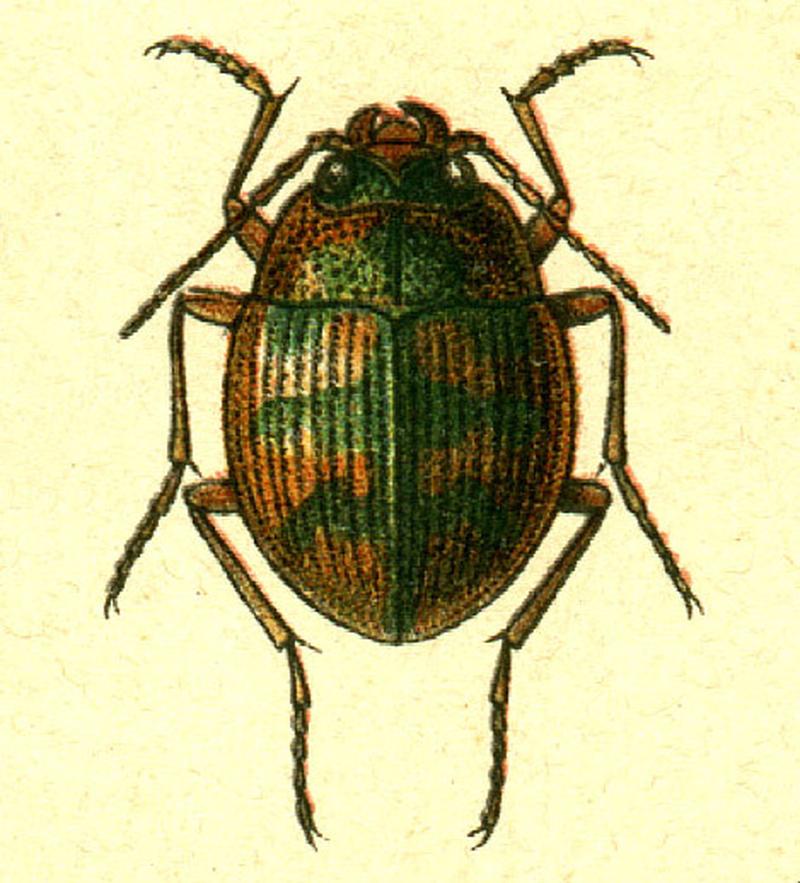 Omophron limbatum