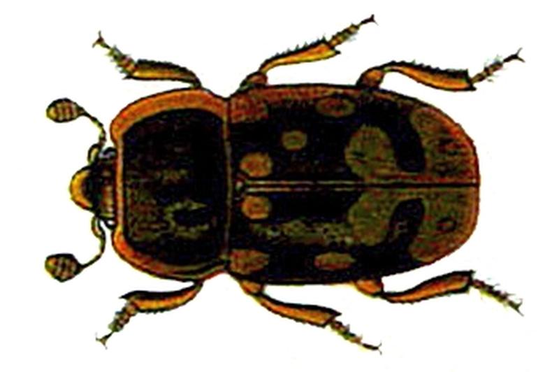 Omosita colon