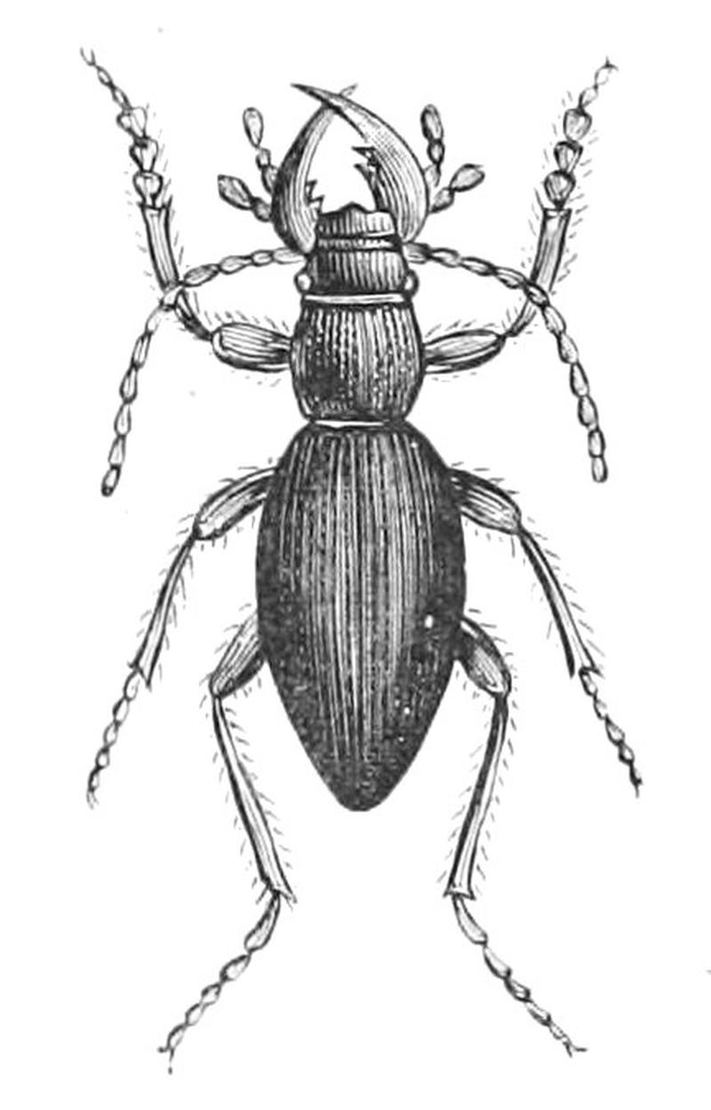 Omus californicus