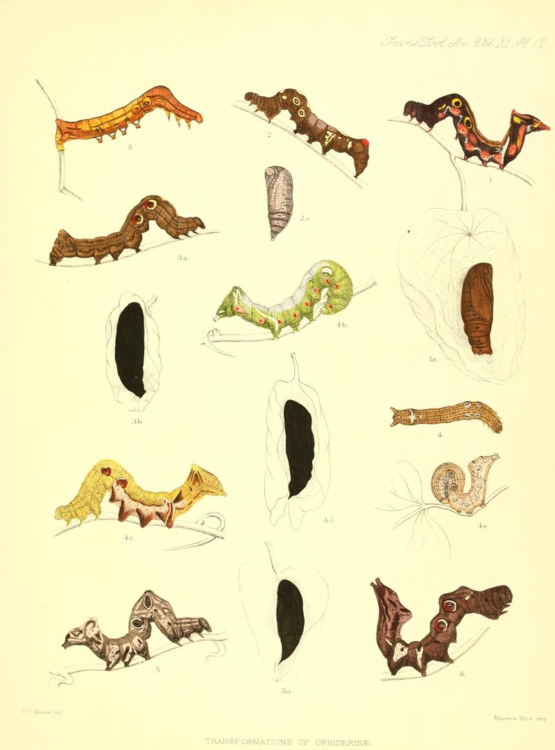 On the genera and species of the lepidopterous subfamily Ophiderinae inhabiting the Indian region (Plate XII) BHL10172514