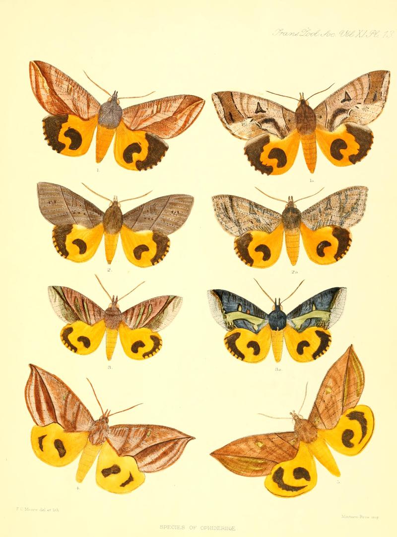 On the genera and species of the lepidopterous subfamily Ophiderinae inhabiting the Indian region (Plate XIII) BHL10172512