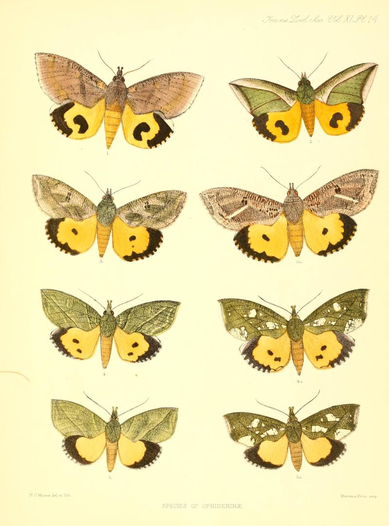 On the genera and species of the lepidopterous subfamily Ophiderinae inhabiting the Indian region (Plate XIV) BHL10172510