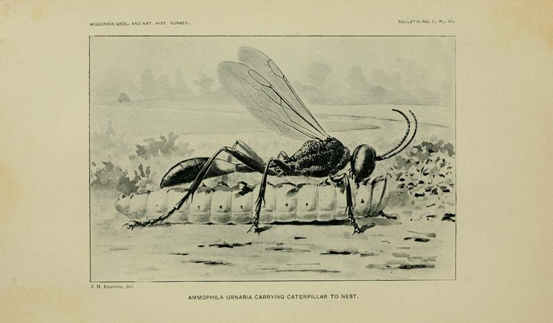 On the instincts and habits of the solitary wasps (PL. III) BHL9359696