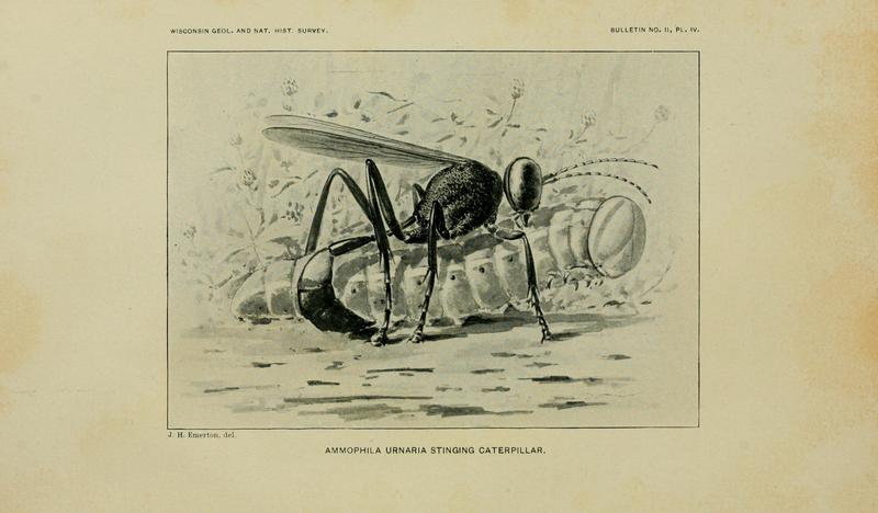 On the instincts and habits of the solitary wasps (PL. IV) BHL9359702