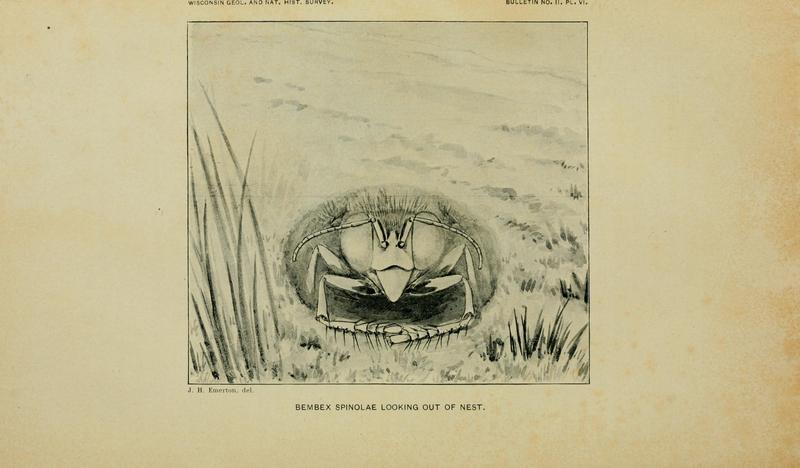 On the instincts and habits of the solitary wasps (PL. VI) BHL9359781