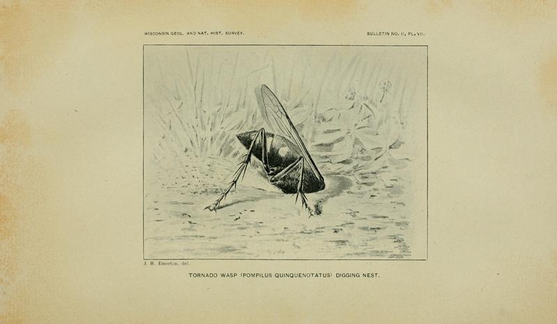On the instincts and habits of the solitary wasps (PL. VII) BHL9359846