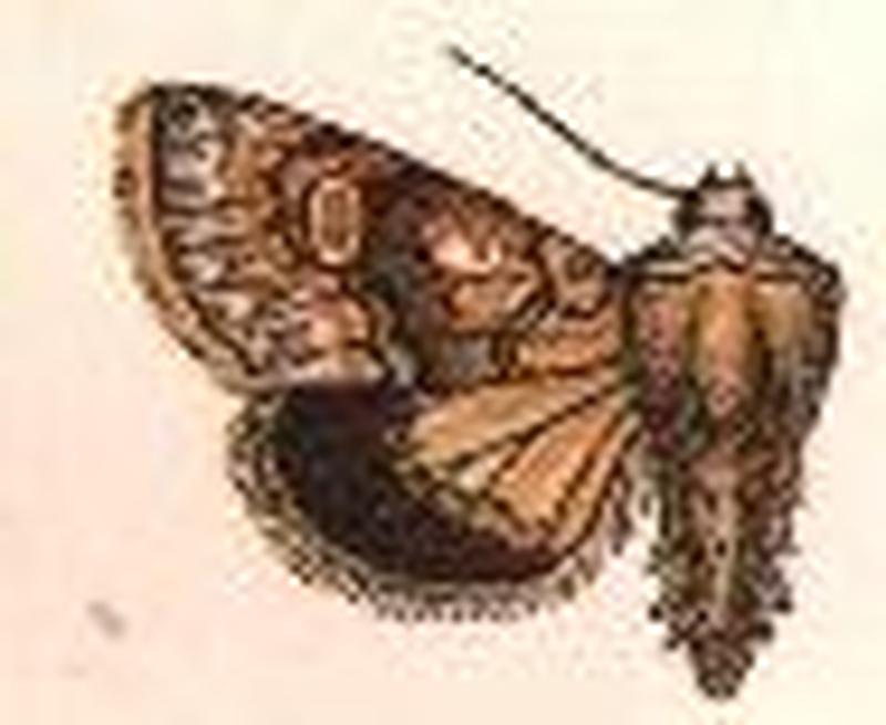 Oncocnemis polingii