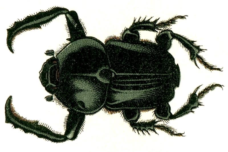 Onitis belial