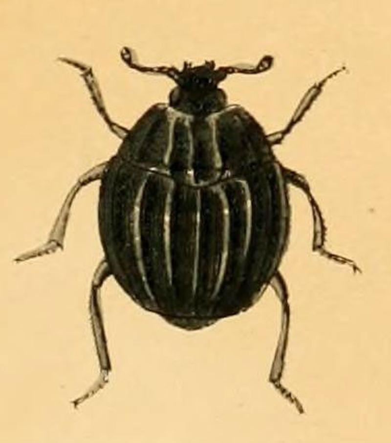 Onthophilus sulcatus - British beetles (Plate X)