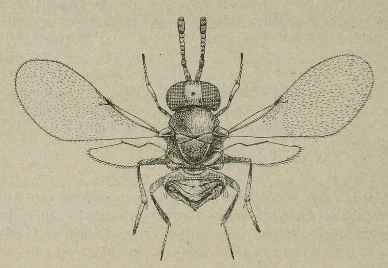 Ooencyrtus gravis, female, Spain