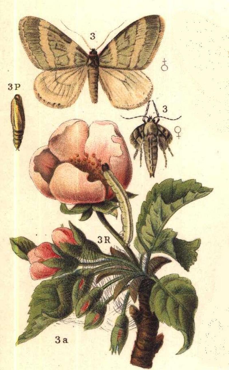 Operophtera brumata ugglan