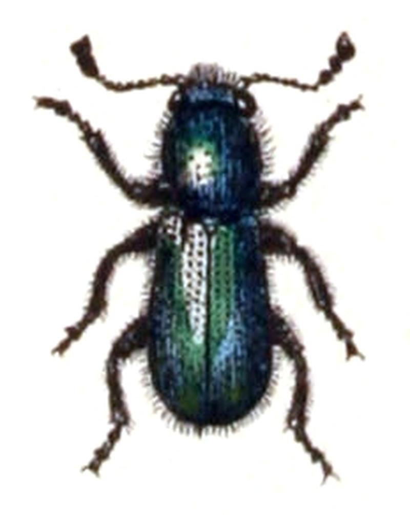 Opetiopalpus.scutellaris.-.calwer.28.16