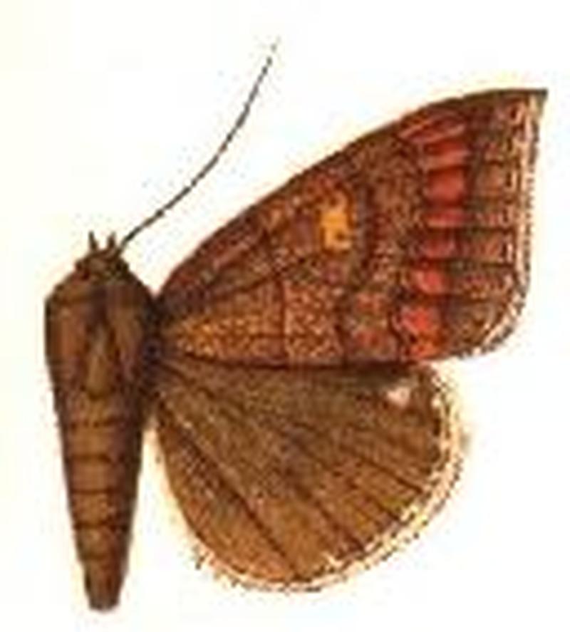 Ophisma cuprizonea