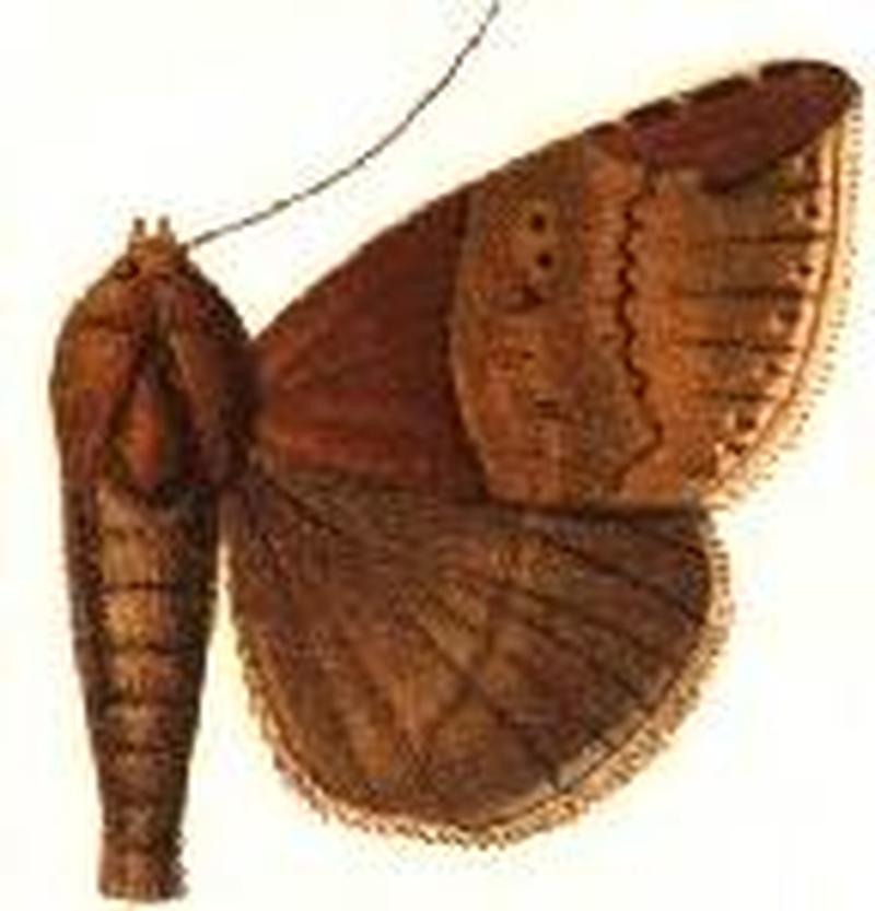 Ophisma nobilis