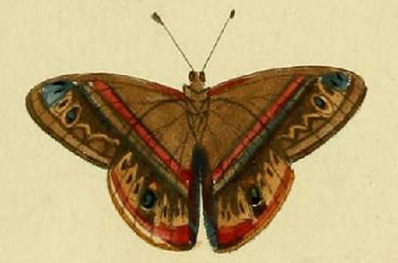 Opisthoxia amabilis1