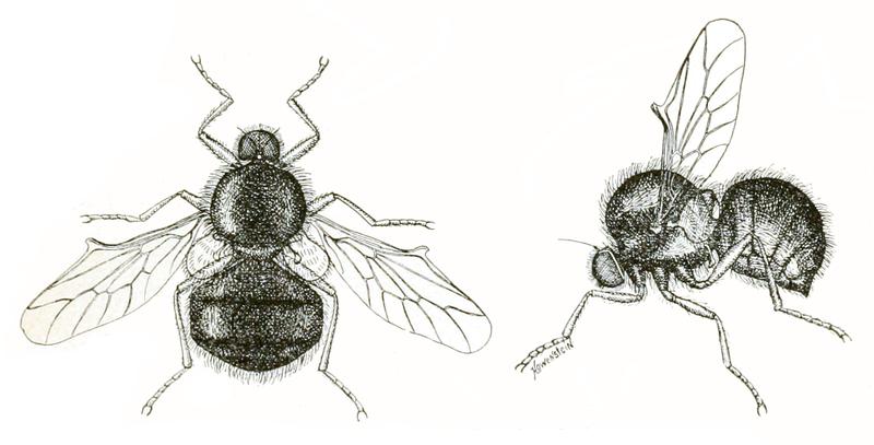 Opsebius pterodontinus