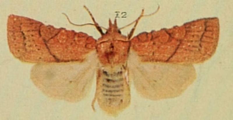 Orange Upperwing Moths of the British Isles