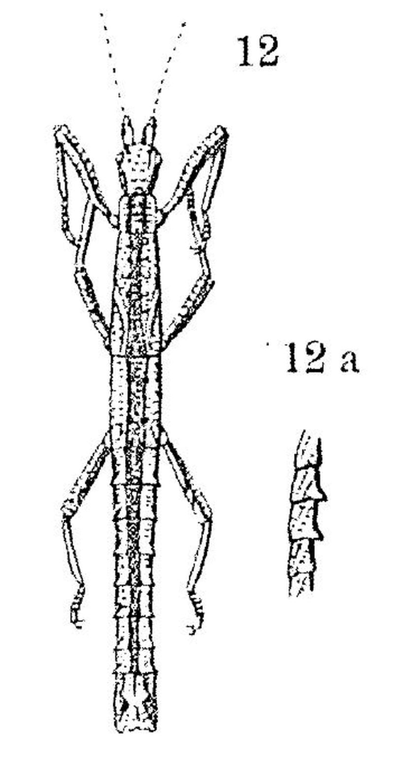 Orestes verruculatus from Redtenbacher 1906