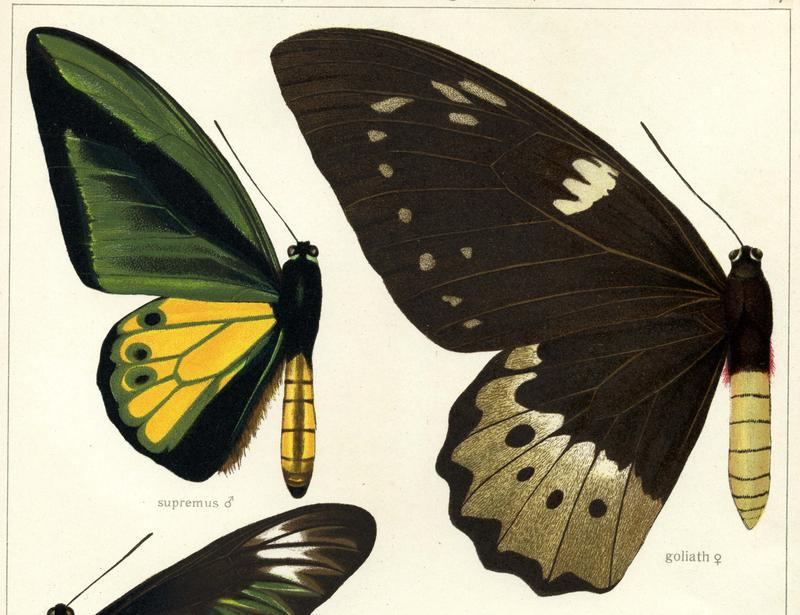 1 Goliath Birdwing male upperwing 2 Goliath Birdwing female upperwing