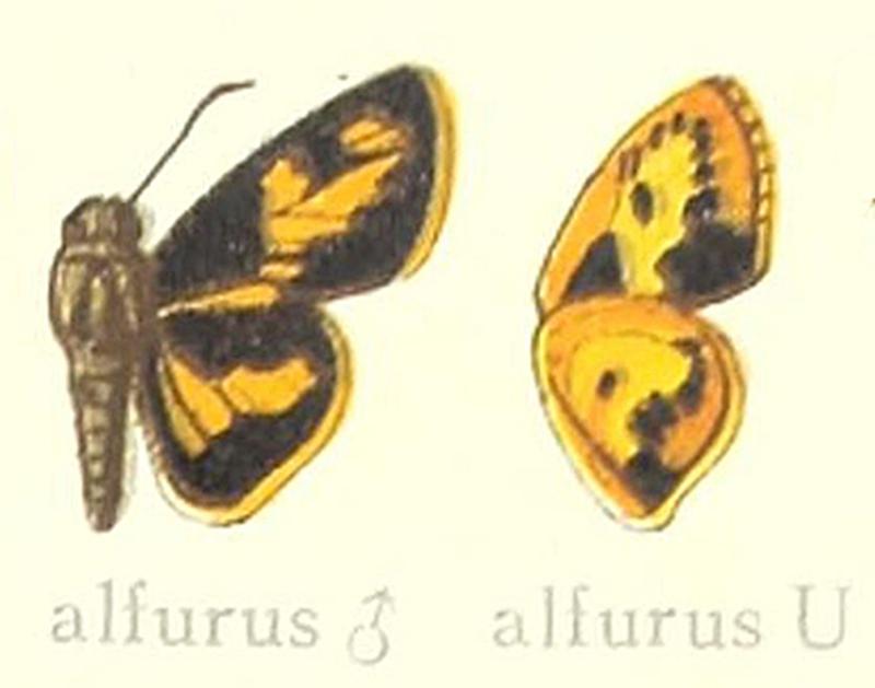 Oriens alfurus in Seitz, Lepidoptera Erde