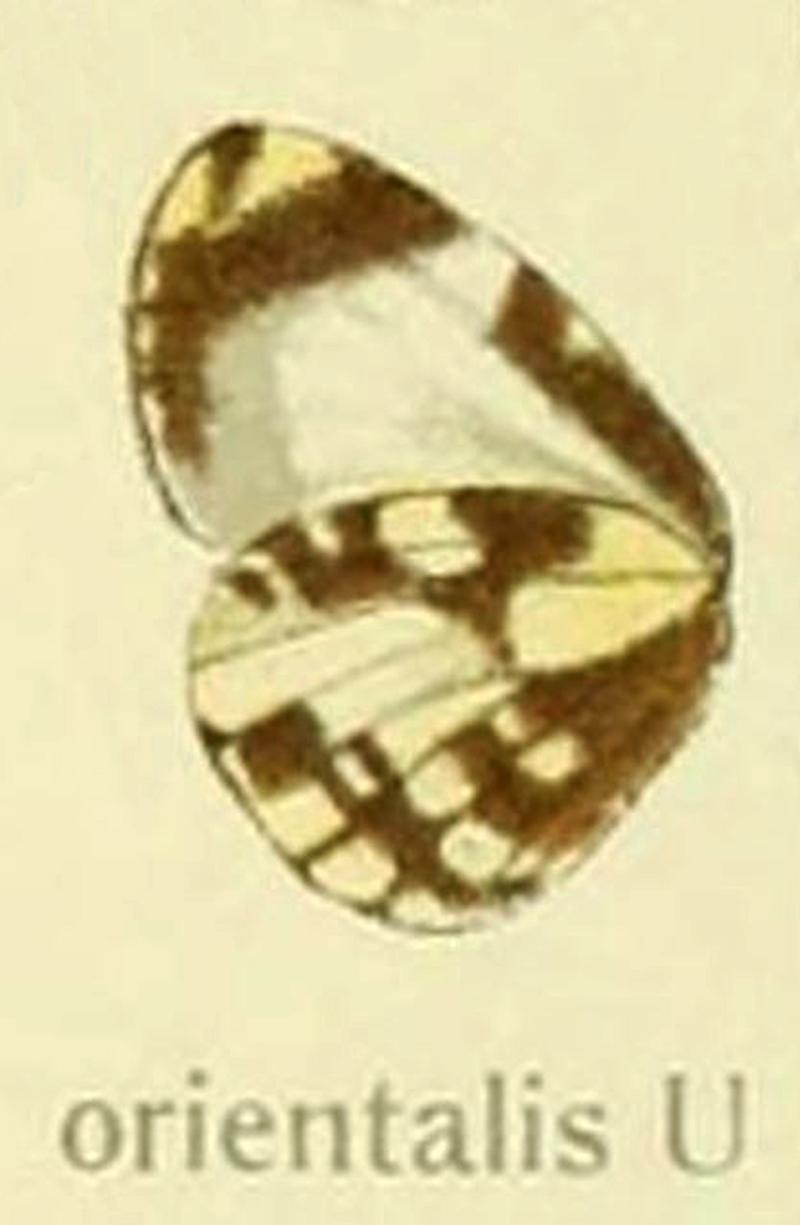 Orientalis inSeitz1918