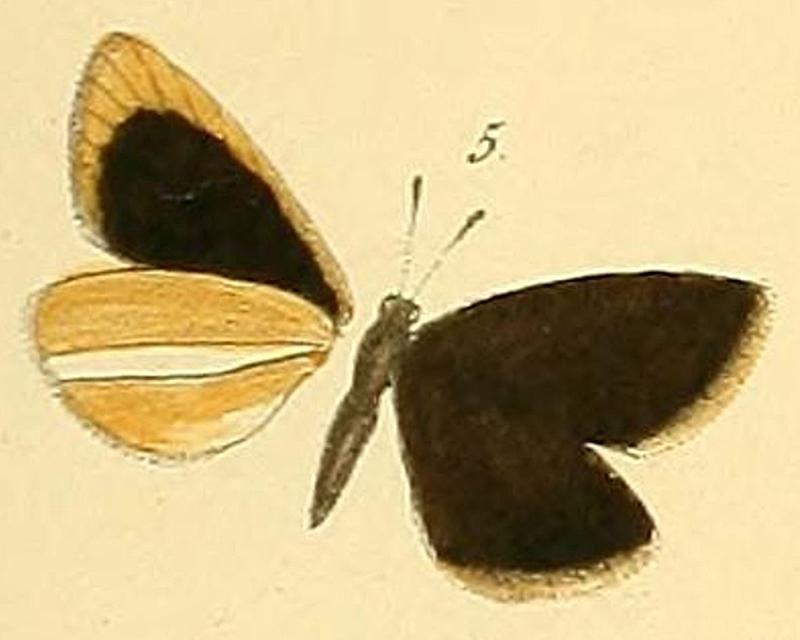 Original image of Leptalina unicolor as Cyclopides ornatus in Bremer1864